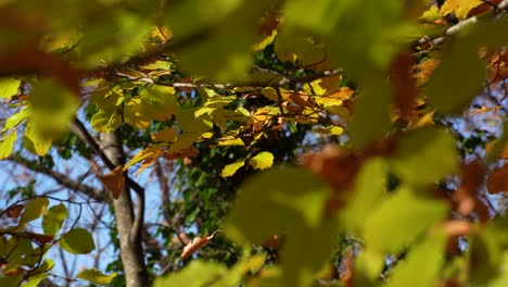 Branches-with-autumn-yellow-leaves-against-the-forest-background-and-blue-sky