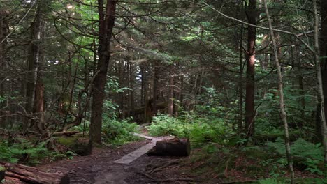 A-sign-at-the-trailhead-points-the-way-to-a-boarded-pathway-in-the-forest-wilderness