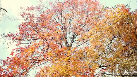 Close-up-of-a-large-tree-with-red-and-yellow-leaves-in-front-of-the-blue-sky-during-the-autumn-and-fall-season