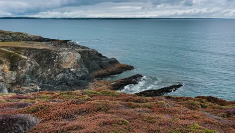 Coastal-sea-cliff-on-gloomy-day,-small-dry-flowers-and-plants-in-foreground