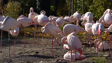 Group-of-flamingos-relaxing-and-basking-in-sun-inside-public-zoo