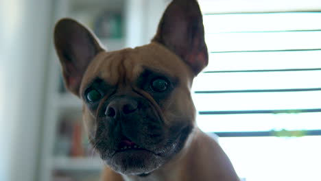 Close-Up-Of-An-Adorable-French-Bulldog-Indoors