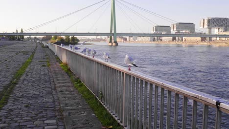 Medium-dolly-forward-shot-of-sea-gulls-on-railing-along-a-cobblestone-pathway-over-looking-a-river-with-a-modern-suspension-bridge,-and-buildings-in-the-background,-slow-motion