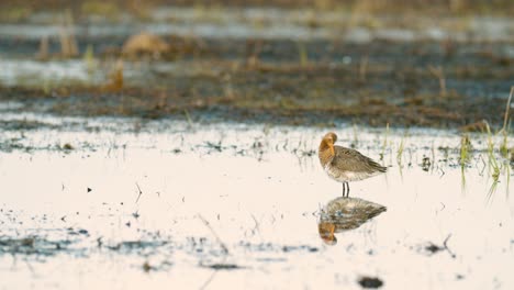 Black-tailed-godwit-during-spring-migration-in-wetlands-flooded-meadow-feeding-and-resting
