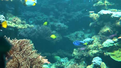 Viele-Bunte-Tropische-Fische-Im-Tank,-Unterwasseransicht
