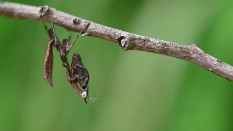 Seen-under-the-twig-as-if-motionless-and-suddenly-moves-its-tail-as-if-puffing-it-and-deflating-it,-Parablepharis-kuhlii,-Mantis,-Southeast-Asia