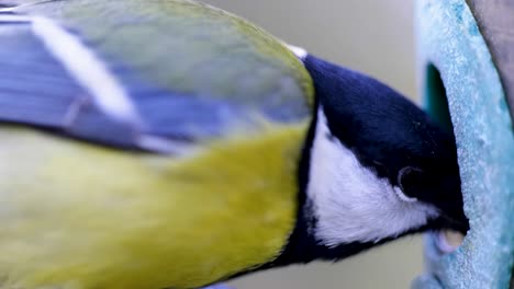HD-Super-slow-motion-cinematic-macro-shot-of-a-bird-flying-to-a-bird-feeder-and-eating-seeds
