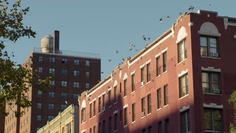 Flock-Of-Pigeons-Flying-In-Sync-From-Roof-Of-Red-Brick-Apartment-Building-In-New-York-City,-U