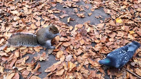 Squirrel-foraging-for-peanuts-between-red-autumn-leaves-on-woodland-park-pathway