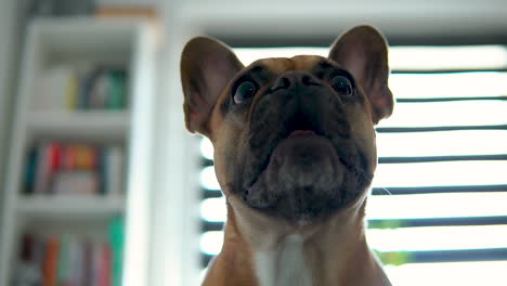 Low-angle-shot-of-cute-French-Bulldog-Barking-inside-living-room-during-daytime,-slow-motion-shot
