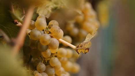Close-up-shot-of-white-wine-grapes-in-a-vineyard-row-moving-in-breeze