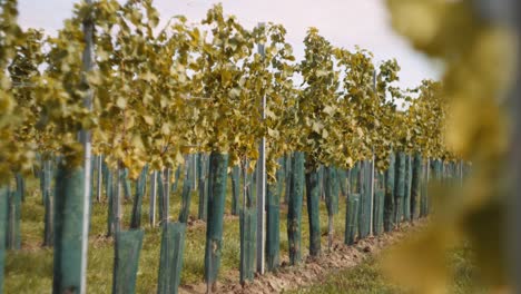 Shallow-focus-shot-reveals-a-young,-healthy-looking-vineyard-in-Austria