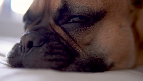 Closeup-with-sleepy-french-bulldog's-head