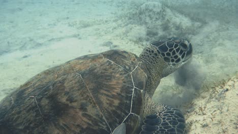 Unterwasser-Nahaufnahme-Einer-Großen-Meeresschildkröte,-Die-Gras-Im-Sand-Am-Meeresboden-Frisst