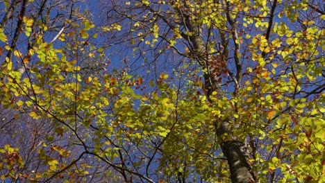 Autumn-maple-leaves-against-a-clear-blue-sky-on-the-light-wind,-nature-texture
