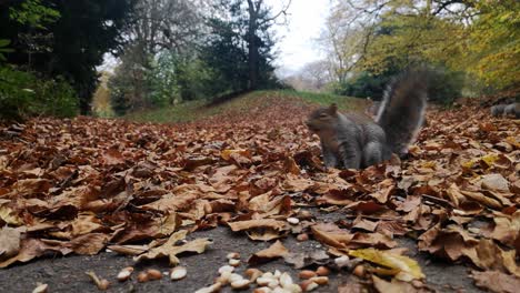 Freundliche-Eichhörnchen,-Die-Zwischen-Roten-Herbstblättern-Auf-Dem-Parkweg-Nach-Erdnüssen-Suchen
