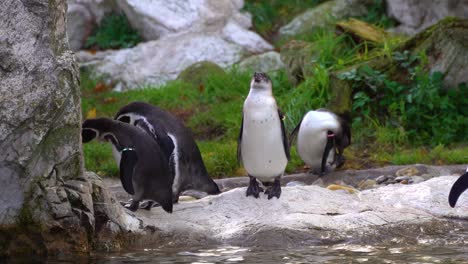 Group-of-cute-and-funny-penguins-standing-on-rocks-near-water,-handheld-shot