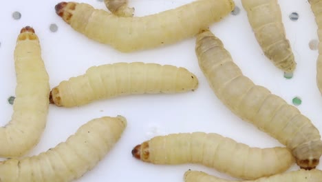 Waxworms-on-a-plastic-lid