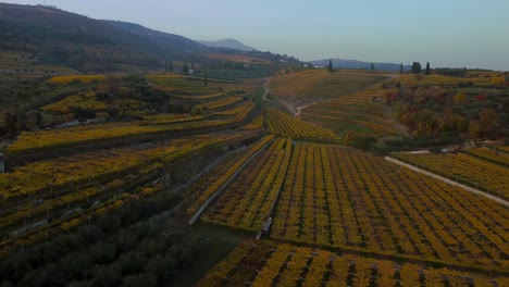 Cinematic-yellow-and-green-vineyard-fields-on-hills-in-Valpolicella,-Verona,-Italy-in-autumn-after-grape-harvest-for-Ripasso-wine-by-sunset-surrounded-by-traditional-farms