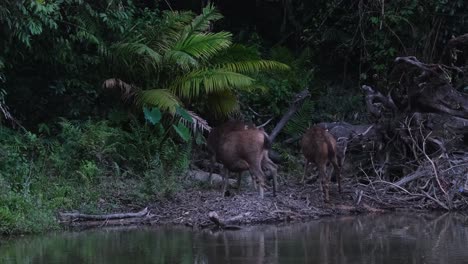 Sambar-Deer,-Rusa-unicolor,-grooming-and-scratching-as-a-group-before-evening-comes-while-another-lifts-its-right-hind-leg-to-lick-and-clean-up-itself-in-Khao-Yai-National-Park,-Thailand