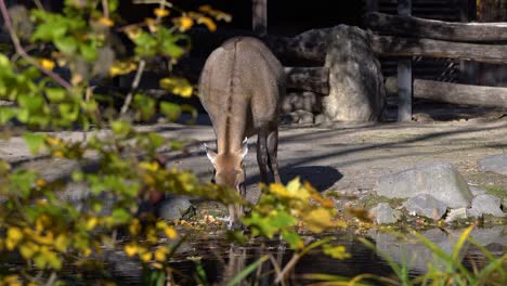 Nilgai-drinking-from-waterhole,-view-behind-trees