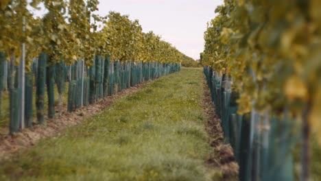 Shallow-focus-tilt-up-shot-reveals-immaculate-vineyard-rows-on-wine-farm