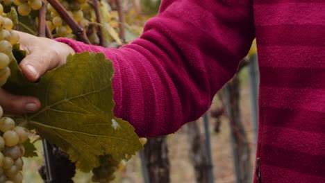 Caucasian-person-demonstrates-manual-grape-harvest-using-red-shears-in-vineyard