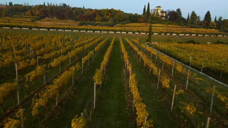 Scenic-aerial-drone-4K-flying-over-a-yellow-and-green-vineyard-field-on-hills-in-Verona,-Valpolicella,-Italy-in-autumn-after-harvest-of-grapes-for-red-wine-at-sunset,-surrounded-by-traditional-farms