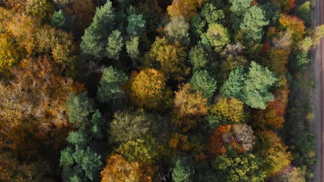 Luftaufnahme-Von-Schienen-Am-Rande-Eines-Herbstlichen-Waldes-Mit-Dichtem-Gelbem-Laub-In-Thetford,-Auch-Bekannt-Als-Brandon-Norfolk-Während-Des-Sonnenuntergangs