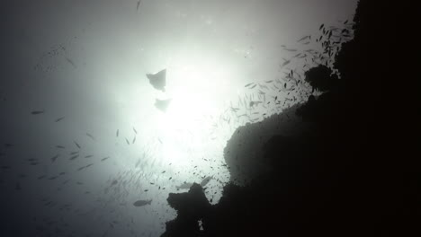 Unterwasser-Korallenriff-Tierwelt-Im-Gegenlicht