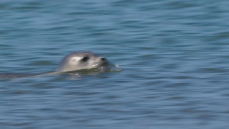 Grey-Seal-Swimming-Through-Waters.-Tracking-Shot