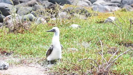 Junger-Blaufußtölpel,-Der-Sich-In-Der-Nähe-Des-Strandes-In-Punta-Pitt,-San-Cristobal,-Galapagos,-Ecuador-Umsieht