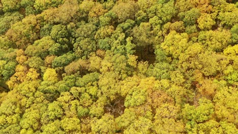 Aerial-Autumn-colours-in-temperate-oak-rainforest,-Ariundle,-Highlands,-Scotland
