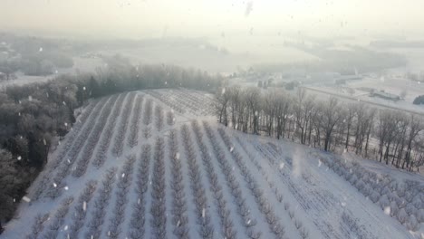 Huerto-De-Frutas-Latentes-En-La-Nieve-Del-Invierno
