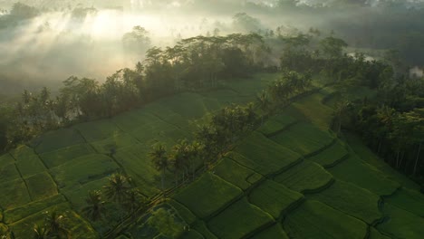 Tropical-rice-fields-hidden-in-lush-jungle-landscape-during-scenic-morning-sunrise-with-mist