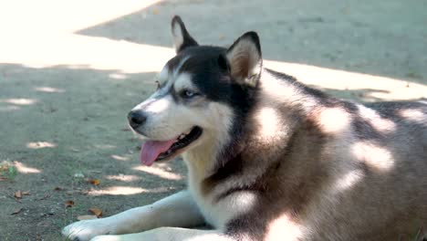 Close-up-of-a-dog's-face-a-Husky-with-blue-brown-eyes-looks-directly-at-the-camera