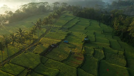 Stunning-morning-sunlight-illuminating-rice-terrace-in-Mancingan-Bali,-row-of-palmtree,-aerial