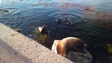 Close-up-gimbal-shot-of-sea-lions-barking-on-rock-and-playing-in-the-water-in-Monterey,-California