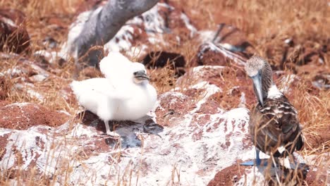Blue-footed-Booby-With-Chick-On-The-Ground-In-North-Seymour,-Galapagos-Islands