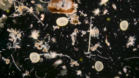 Mikroskopische-Aufnahme-Von-Winzigen-Käfern-Und-Insekten,-Die-Sich-Bewegen