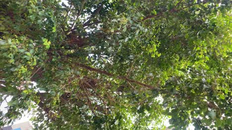 Vertikaler-Schuss-Low-Angle-Shot-Von-Grünen-Tropischen-Regenwaldbäumen-In-Sylhet,-Bangladesch-An-Einem-Sonnigen-Tag