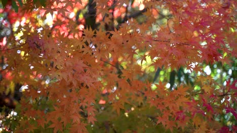 Japanese-red-maple-leaf-autumn-colors-softly-waving-in-wind