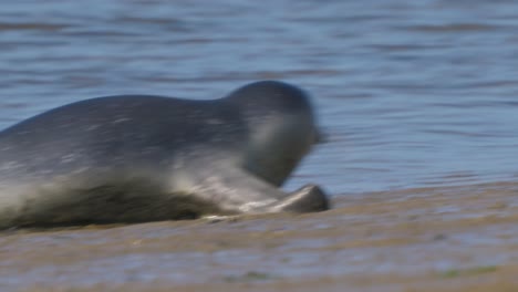 Ein-Kleines-Robbenbaby-Schwimmt-Auf-Die-Küste-Zu-Und-Erreicht-Das-Ufer