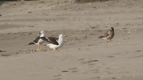 Flock-of-Belcher's-gulls-on-the-sandy-shore-one-gull-has-one-leg-and-struggles-to-land-right