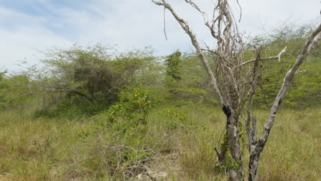 Getrocknete-Und-Sterbende-Pflanze-Inmitten-Der-Grasbewachsenen-Wildnis-Im-Cabo-Rojo-National-Wildlife-Refuge-In-Puerto-Rico