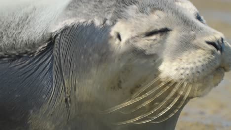 Young-seal-zoom-in-close-up-on-the-mammal-snout-lovely-funny-expression