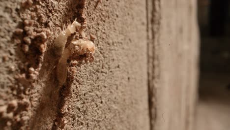 A-squished-termite-on-a-mud-tunnel-and-two-others-from-the-colony-in-the-walls-of-a-garage-in-a-home-shot-on-a-Super-Macro-lens-almost-National-Geographic-style