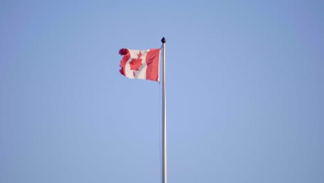 Bandera-Canadiense-Ondeando-En-El-Viento-En-Un-Día-Soleado,-Fondo-De-Cielo-Azul