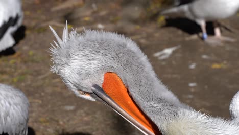 Pelican-with-bright-orange-beak-cleaning-itself,-close-up-shot