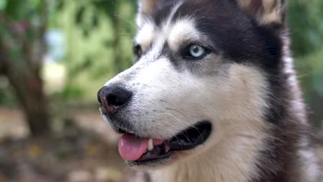 Close-up-of-a-dog's-face,-a-Husky-with-blue-and-brown-eyes